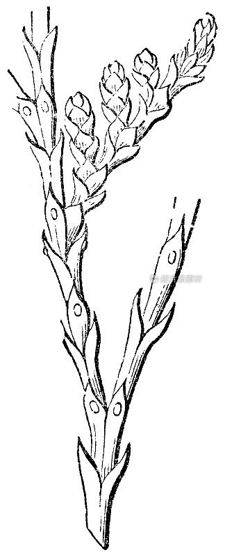 美国乔木枝叶- 19世纪